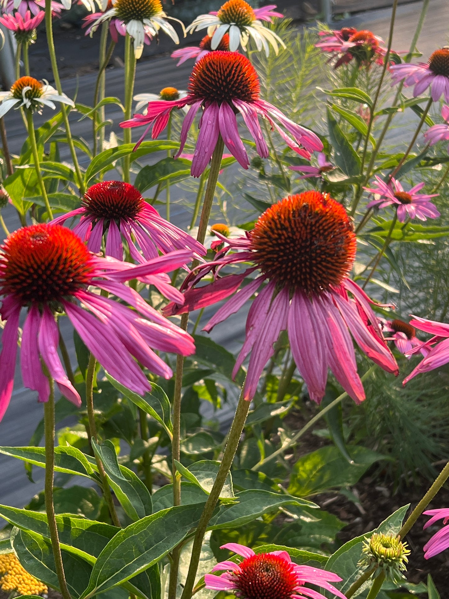 Plein Air Flower Painting with Amy Brnger at Nooney Farm, Kittery, Maine August 23, 9:00-1:00 pm