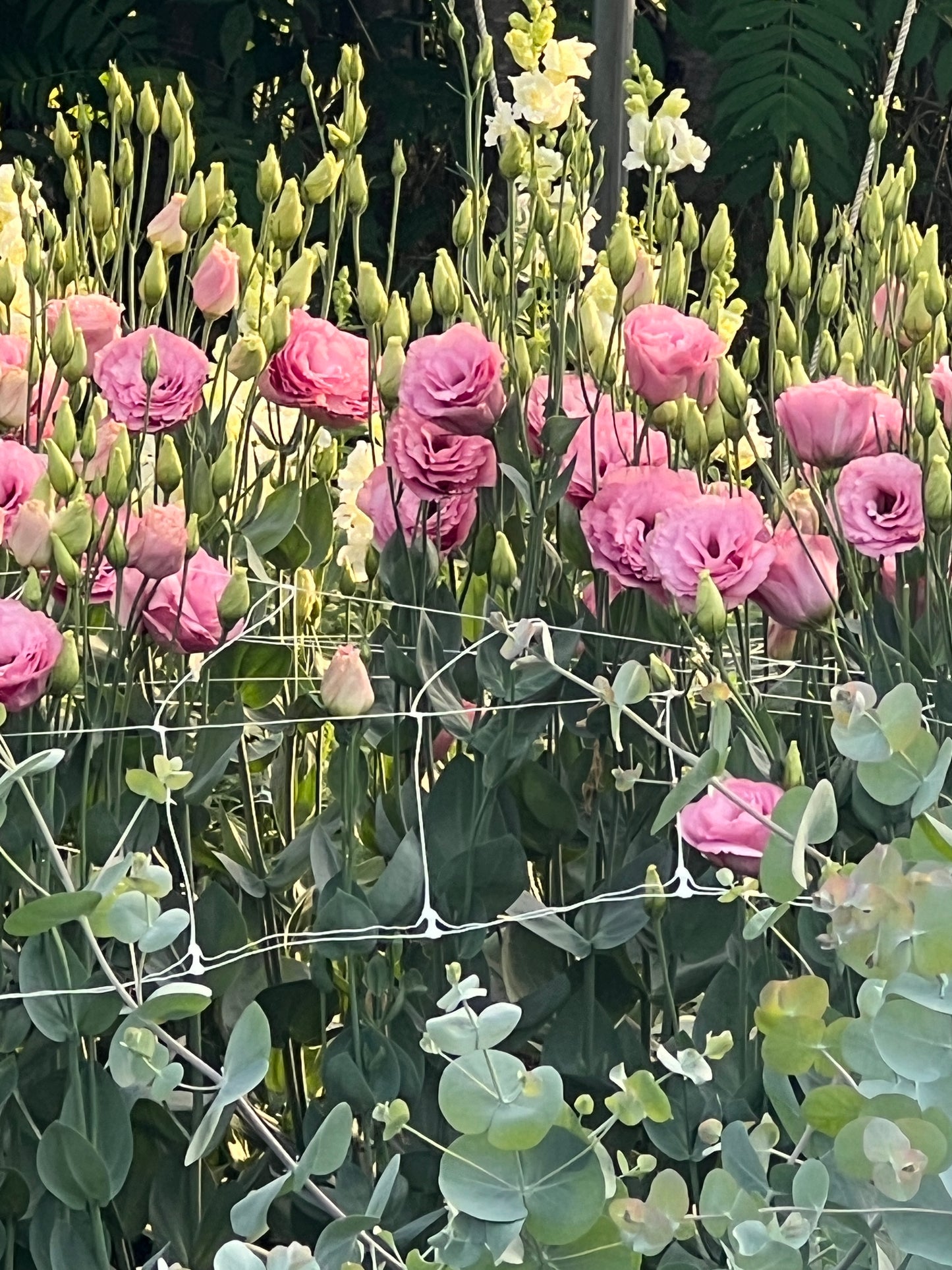 Plein Air Flower Painting with Amy Brnger at Nooney Farm, Kittery, Maine August 23, 9:00-1:00 pm