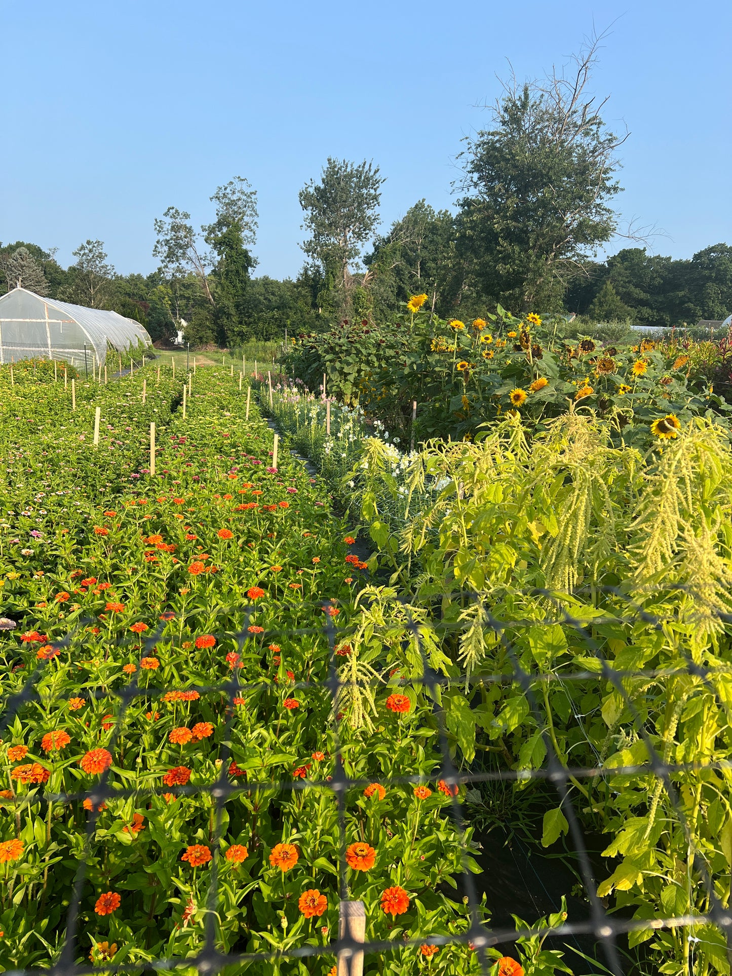 Plein Air Flower Painting with Amy Brnger at Nooney Farm, Kittery, Maine August 23, 9:00-1:00 pm