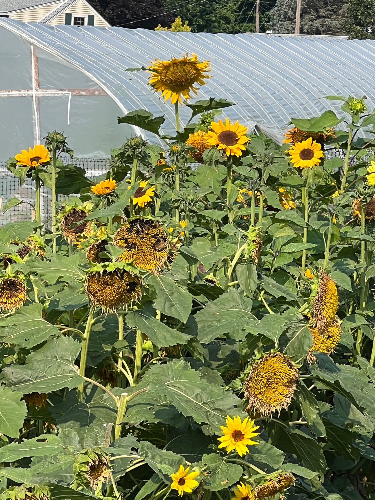 Plein Air Flower Painting with Amy Brnger at Nooney Farm, Kittery, Maine August 23, 9:00-1:00 pm