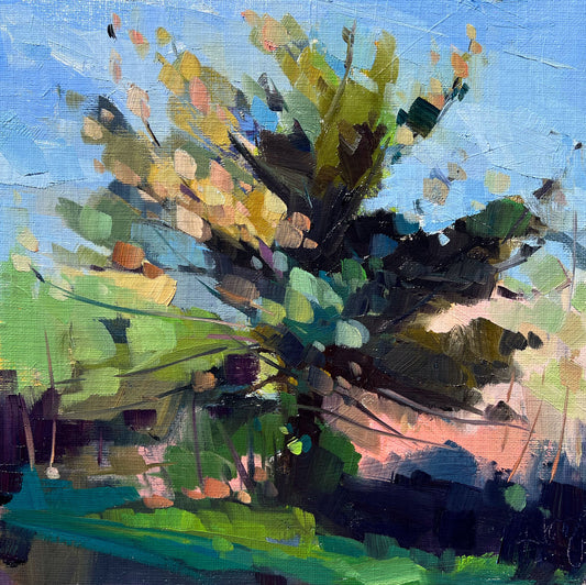Pine Tree in the Morning, 10" x 10" Original Oil Painting, Unframed